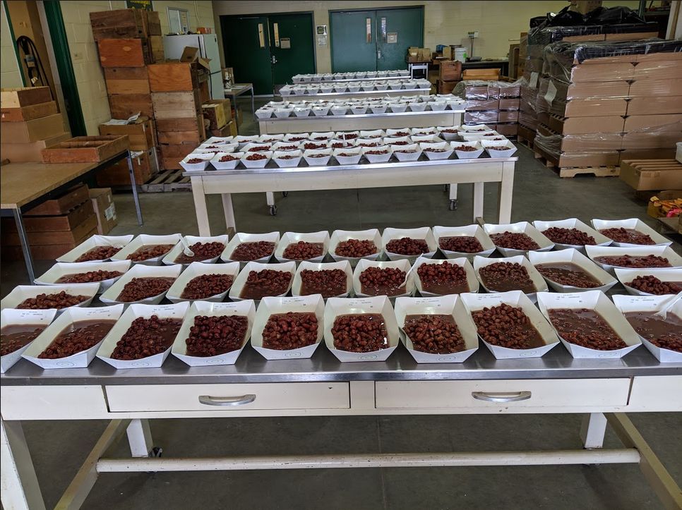Dry bean quality samples