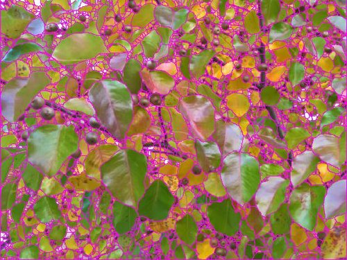 Automatic segmentation of dense foliage with individual leaf boundaries highlighted in pink
