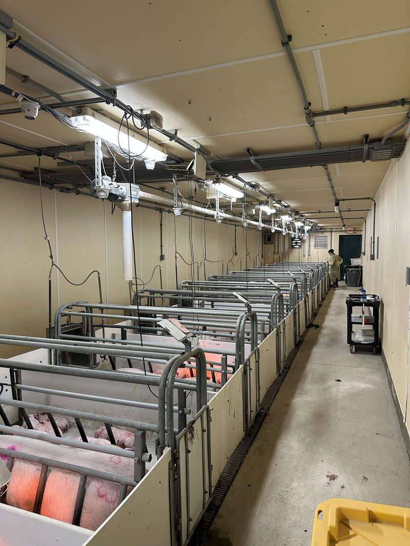 Long farrowing corridor with overhead cameras and sensors for automated animal monitoring