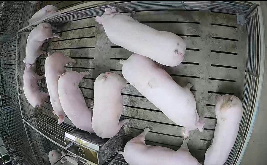 Gilt (female breeding pig) activity recognition showing eating, drinking, and movement behaviors