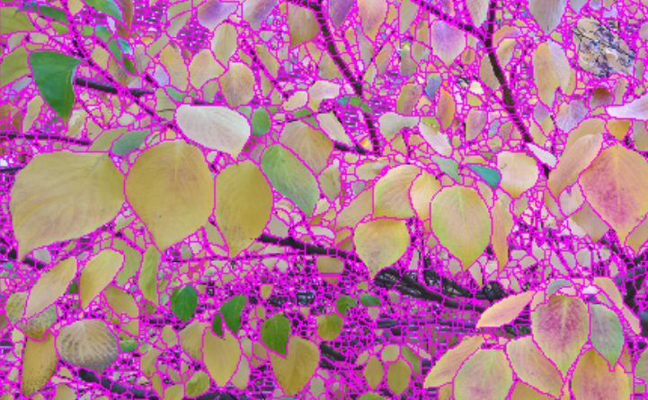 Dense leaf segmentation