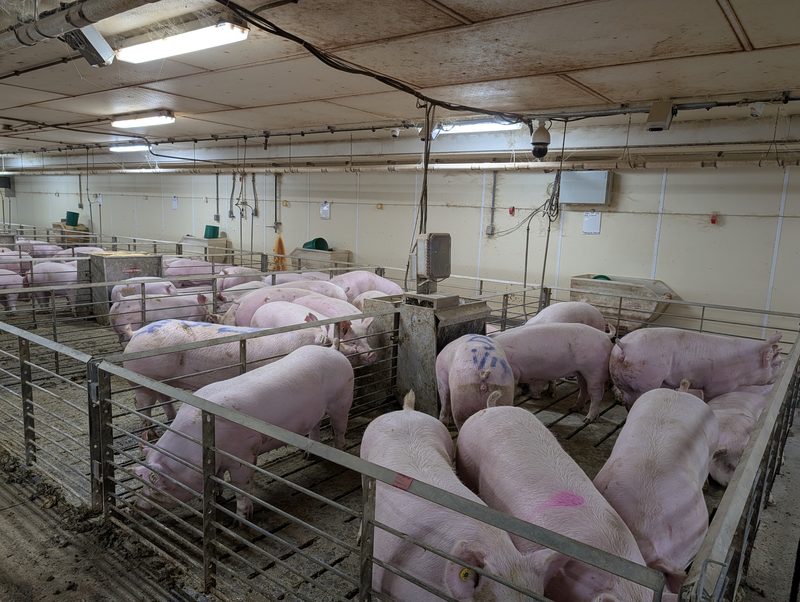 Pig barn