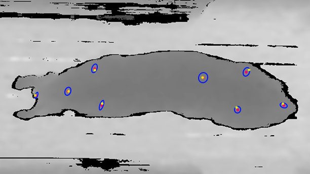 Depth image of sows with 2-sigma ellipses around estimated joint and body feature positions