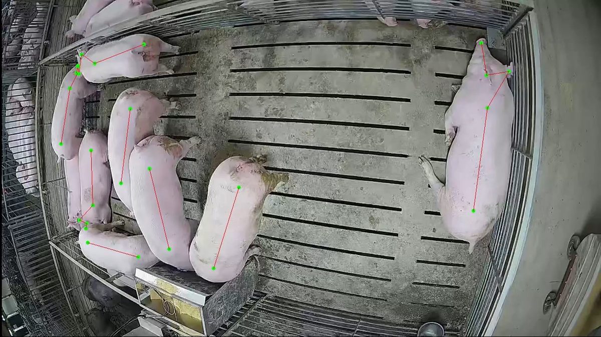 Pig posture keypoint detection