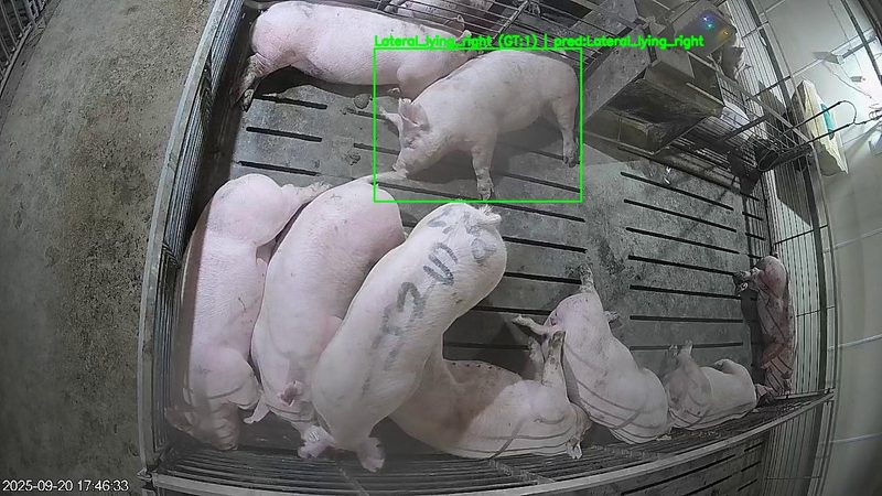 Pig posture classification showing lateral lying detection with confidence scores