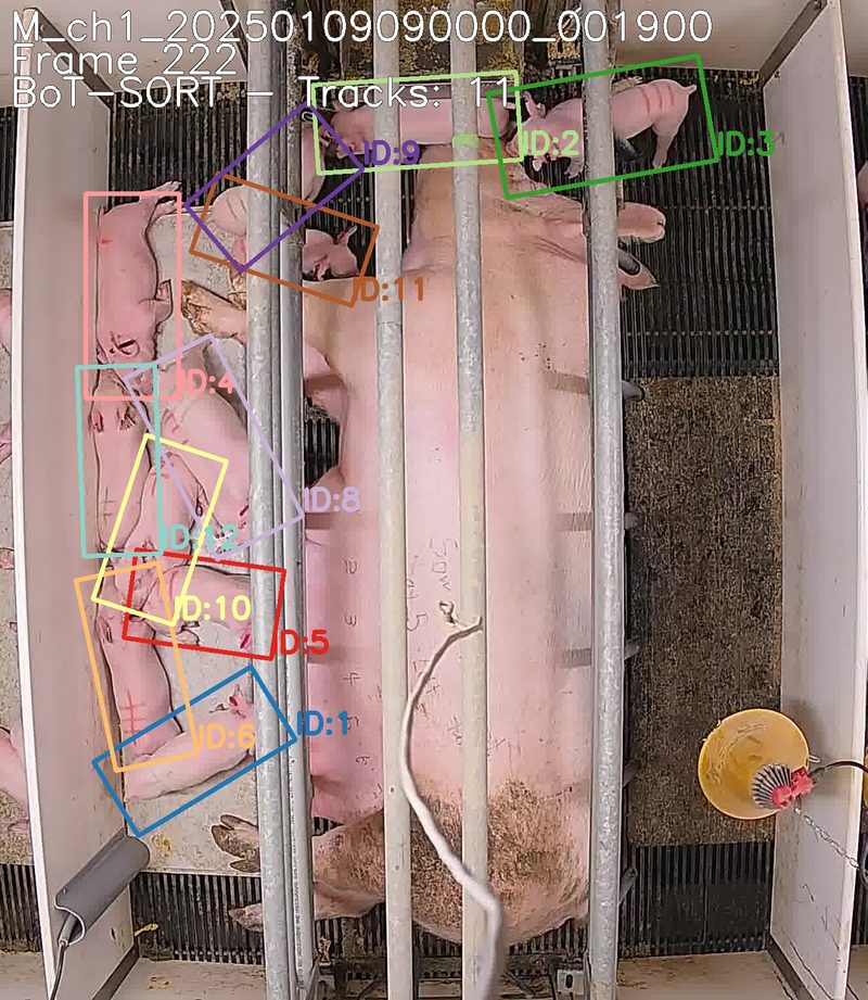 Overhead piglet tracking with BoT-SORT bounding box annotations in farrowing crate