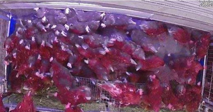 LED intervention system for poultry with cameras and LED arrays to disrupt piling