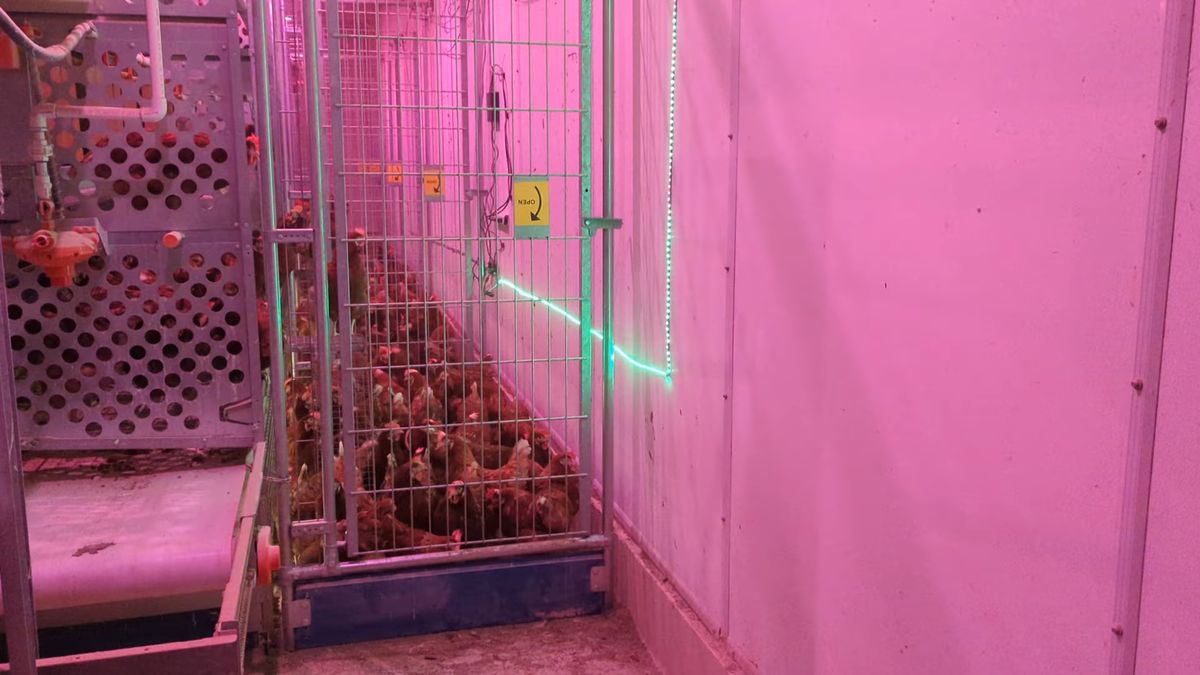 Poultry lighting
