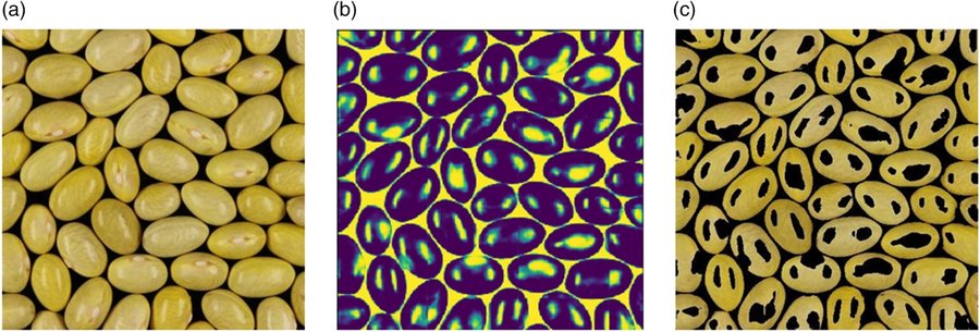 Bean seed coat segmentation: raw images, CNN segmentation, and extracted color regions