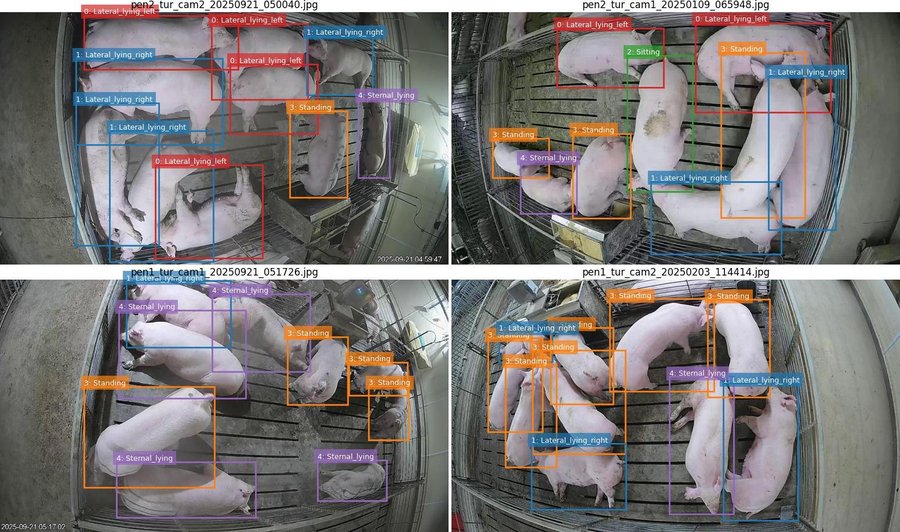 Four overhead camera views of pigs with bounding box annotations labeling postures — lateral lying, standing, sternal lying — from different viewpoints